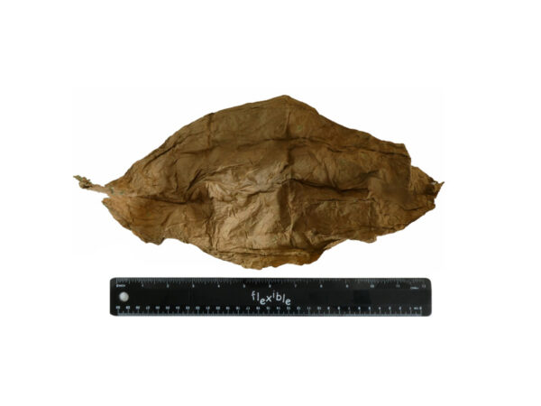 Toucan Premium Tobacco Wraps - Whole Leaf